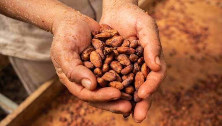 Cocoa Valley, snail farming and beekeeping