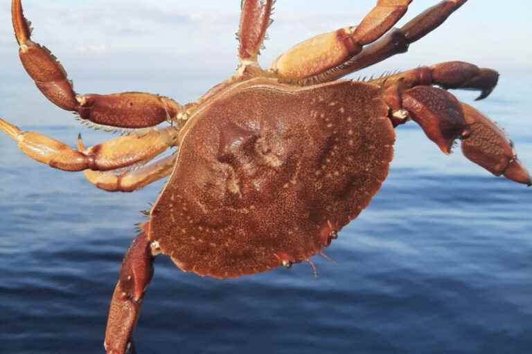 Common crab soon on our tables