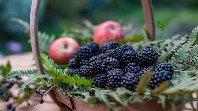 Cook the blackberry to end your vacation on a fruity note