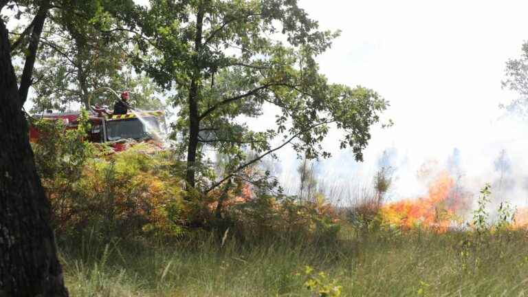 Cork oak planting, brush clearing, wetlands… How can we try to avoid future fires?