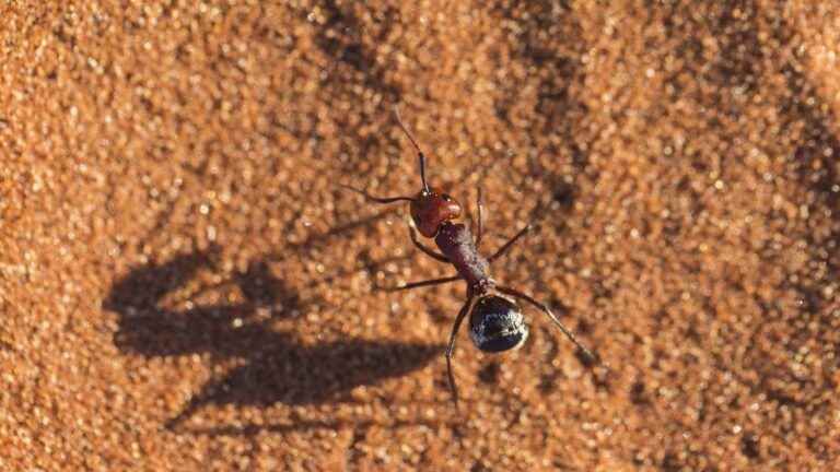 Desert ants have built-in GPS to help them navigate