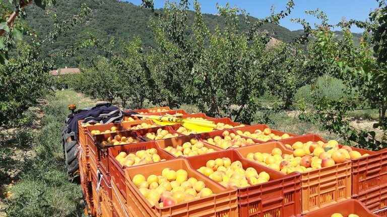 Despite a 15% drop in apricot production, a satisfactory season for Drôme farmers