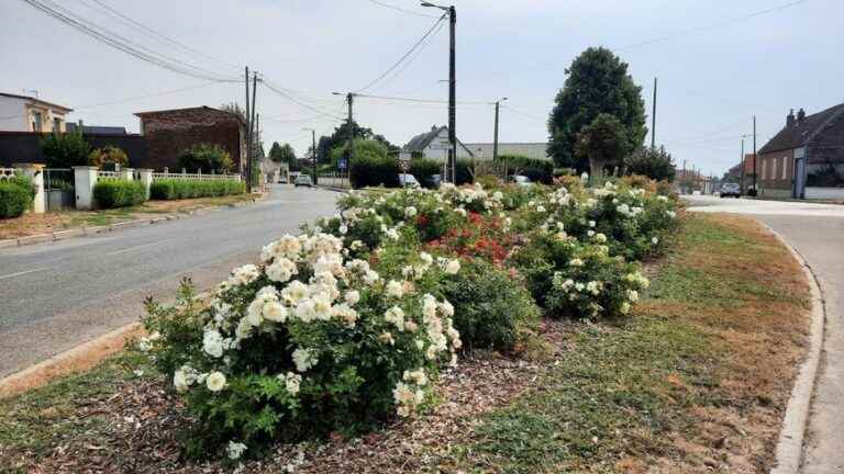 Despite flowers on a dry diet, Gentelles in the Somme wants its towns and villages in bloom label