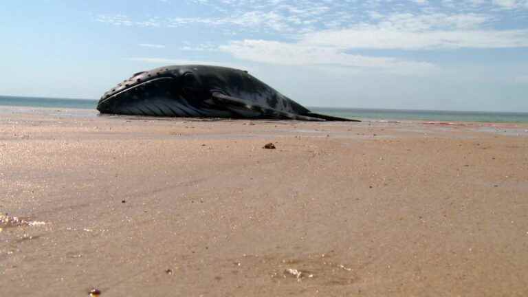 Director Jean-Albert Lièvre grounds a fake whale on Normandy beaches for his latest documentary