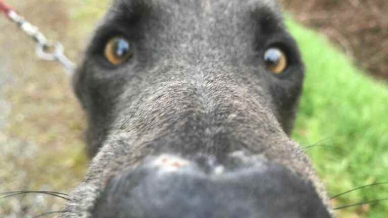 Dogs can cry with joy when they find their owner