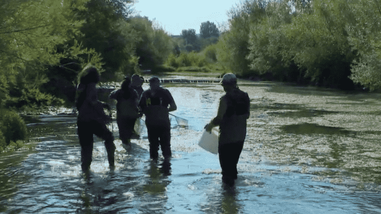 Drought: aquatic fauna forced to be moved to survive