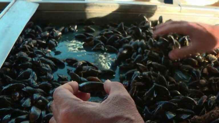 Drought: in Charente-Maritime, bouchot mussels lack food