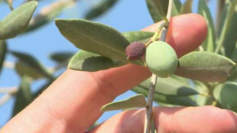 Drought: olive growers in Provence expect a drastic drop in production