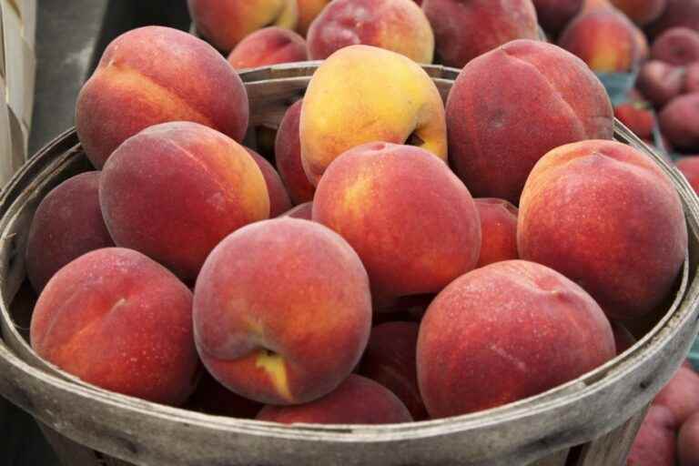 Eastern Townships |  The only peach crop in Quebec loses its harvest