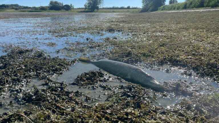 Emotion and misunderstanding in Paulnay after a carnage of fish caused by an act of vandalism