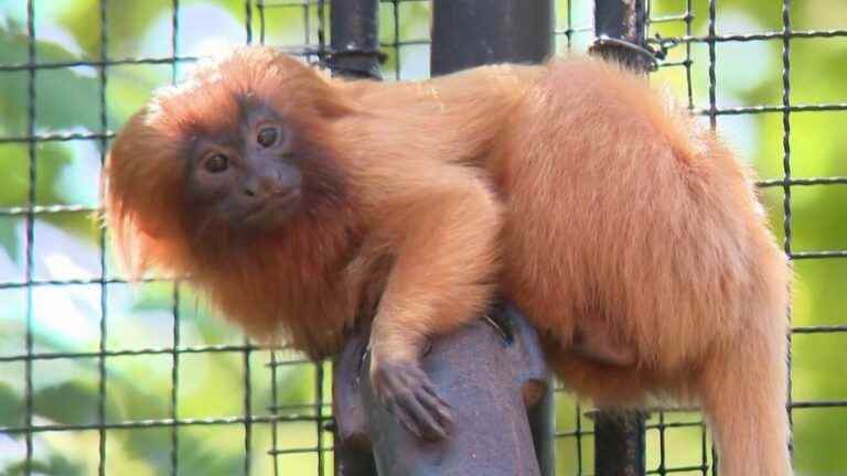 Endangered species: welcome births at the Jardin des Plantes