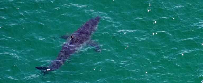 ‘Extremely rare’: blue shark attacks diver