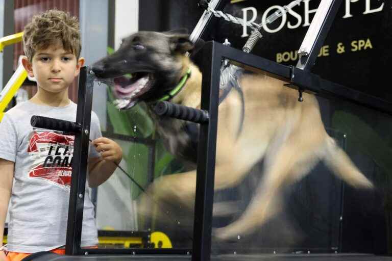 Facing the hot weather |  The dogs have their air-conditioned gym in Abu Dhabi