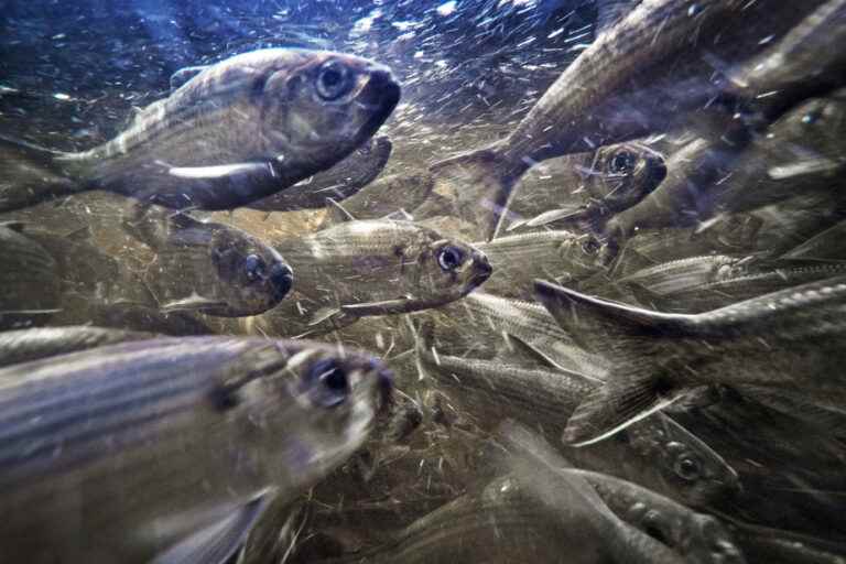 Fall herring quota reduced in the Gulf of St. Lawrence