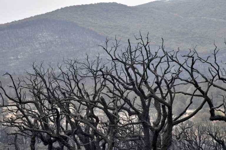 Fires in Algeria |  More than 10,000 hectares of a UNESCO-listed park gone up in smoke