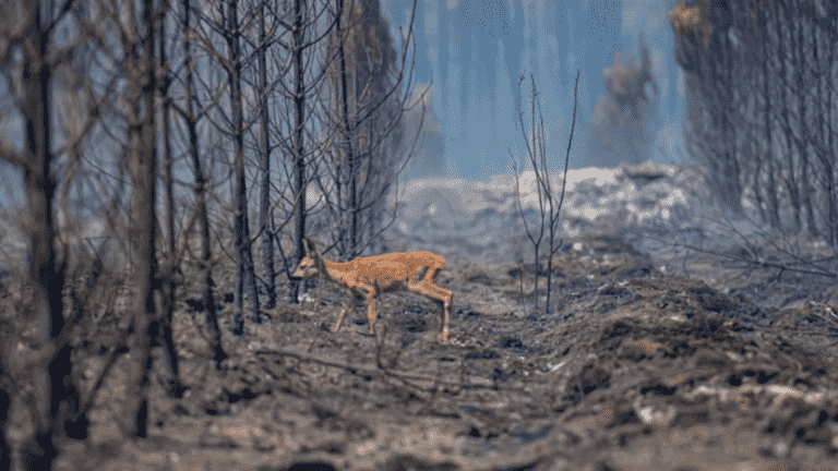 Fires in Gironde and Landes: animals, collateral victims of the fires