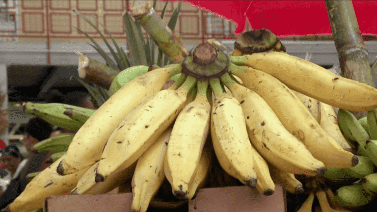 Food: a banned molecule found in bananas in Martinique