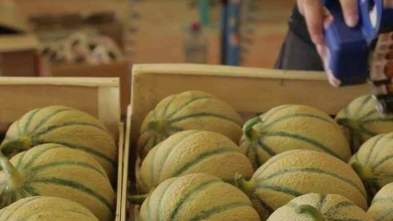 Food: how to choose the right melon?