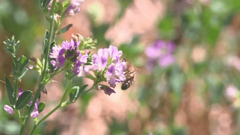 Food: lackluster honey production according to beekeepers