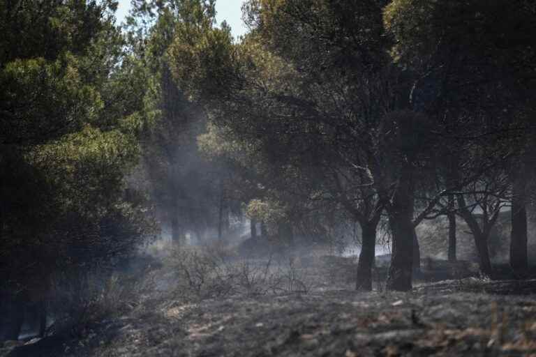 Forest fires |  A record summer for burned areas in Europe