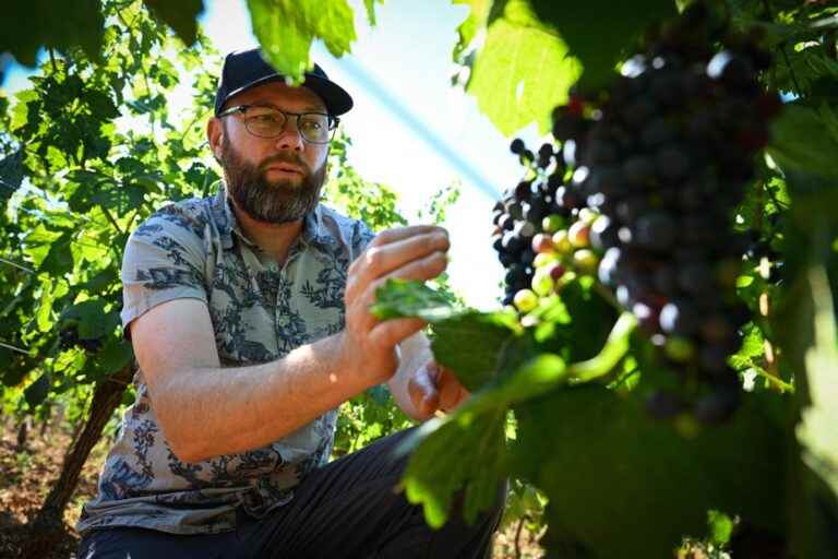 France |  Faced with global warming, Clos Saint Landelin tries out Syrah