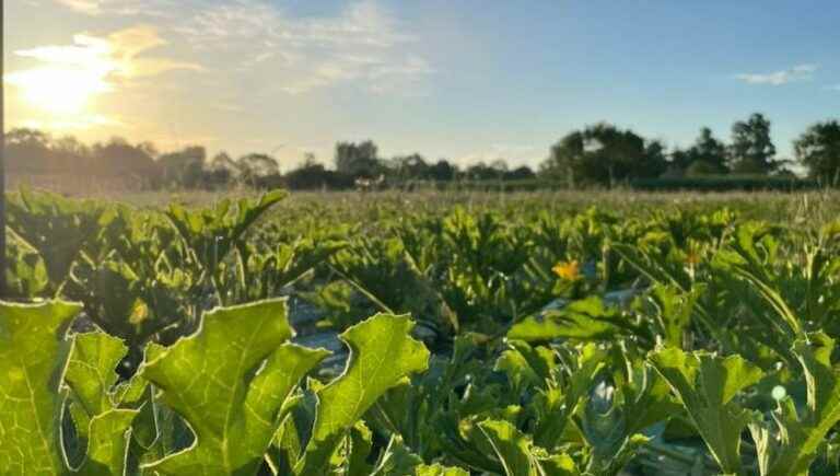 From farm to plate in Macau.