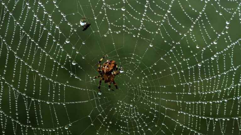 Garden.  Even if we don’t like spiders very much, it’s better to protect them!