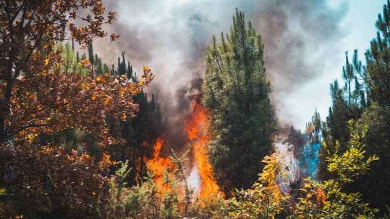 Gironde, Aveyron, Jura, Finistère… We take stock of the current forest fires