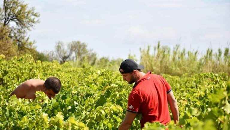 Guillaume Gangloff’s wine