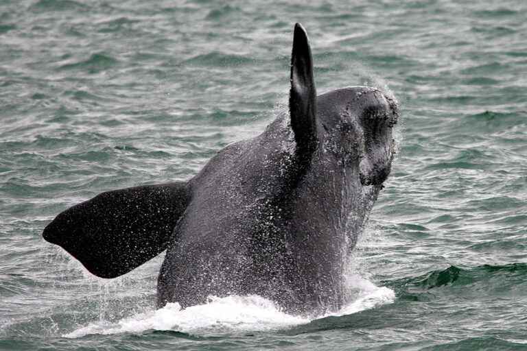 Gulf of St. Lawrence |  A right whale entangled in fishing gear