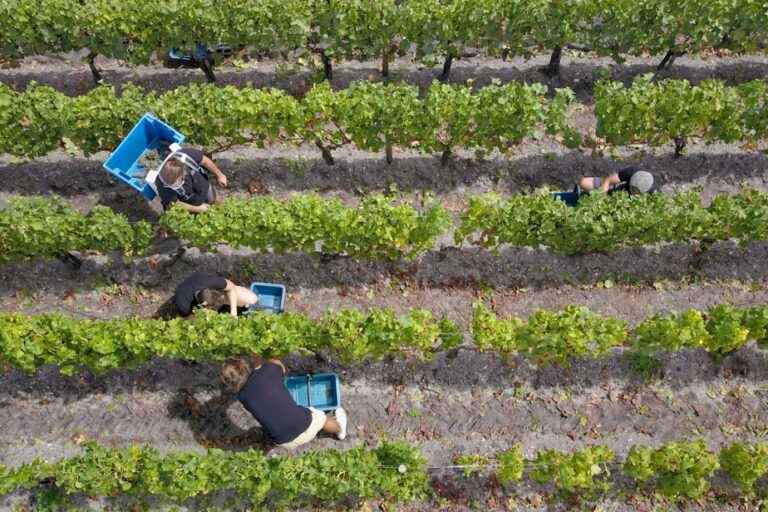 Harvest |  First pruning shears in Bordeaux