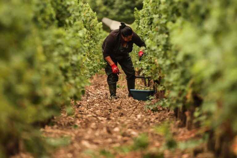 Harvest in Bordeaux |  Sun-kissed grapes, a promising vintage