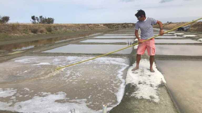 Heat wave: the salt production of the Ile de Ré salt workers is exceptional