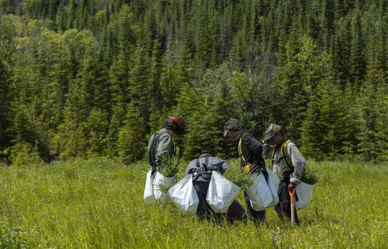 How to make a forest gobble carbon without getting too tired