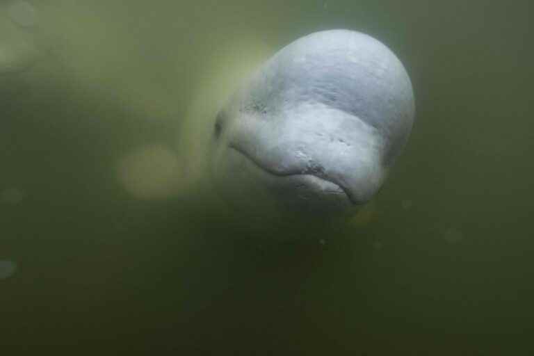 Hudson’s Bay, a summer refuge for thousands of belugas