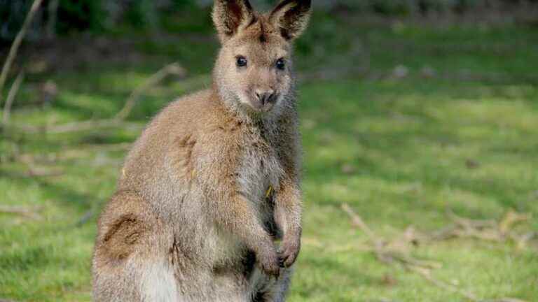 IN PICTURES – Disappeared a week ago, a wallaby was found dead in the forest of Mormal