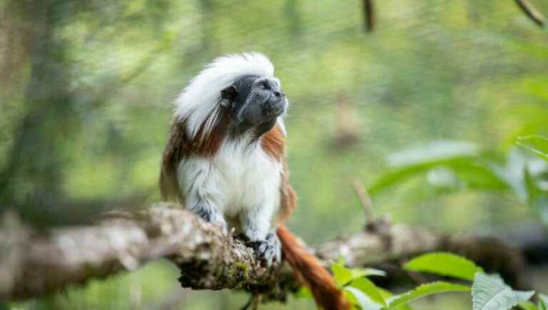 In Beauval, the Tamarins Pinchés are all small with an original look