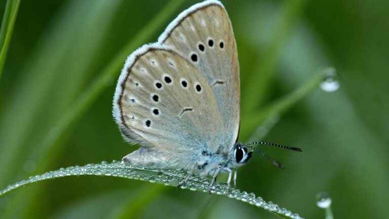 In England, the great blue butterfly, extinct since 1979, is living its best summer