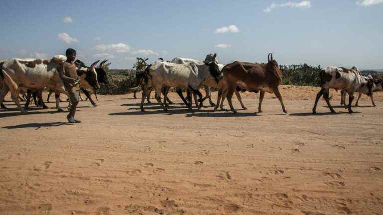 In Madagascar, a cattle theft turns tragic