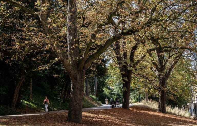 In Paris, dead leaves are picked up (already) by the shovel