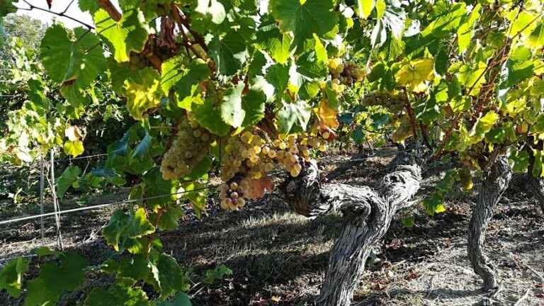 In Saint-Denis-d’Anjou, the Mayenne harvest arrives earlier than expected