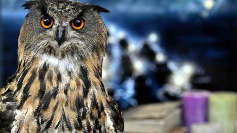 Injured, an eagle owl saved in extremis by firefighters in Sauveterre