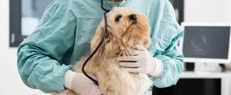 Kennel cough: more and more dogs affected