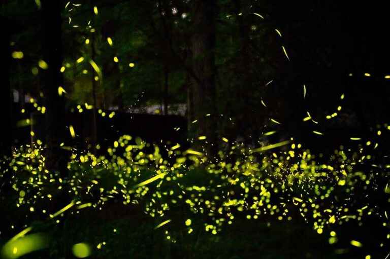 Light pollution |  Fireflies threatened by artificial light