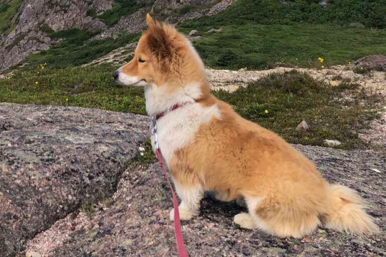 Lillie and Willie in Newfoundland