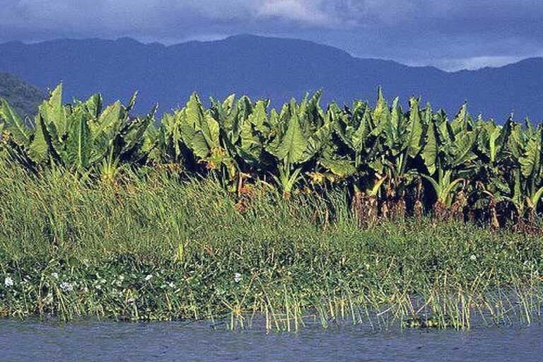 Madagascar: to avoid famine, they cook marsh plants