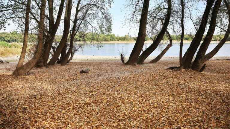 “Mediterranean vegetation is on the verge of dying”, worries a nurseryman from Aubagne