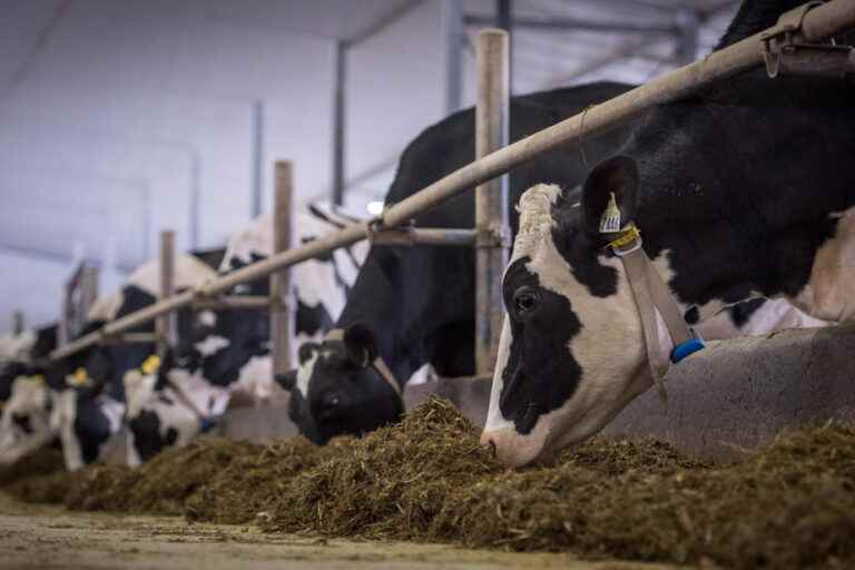 Milk industry |  Costs go down, but prices go up