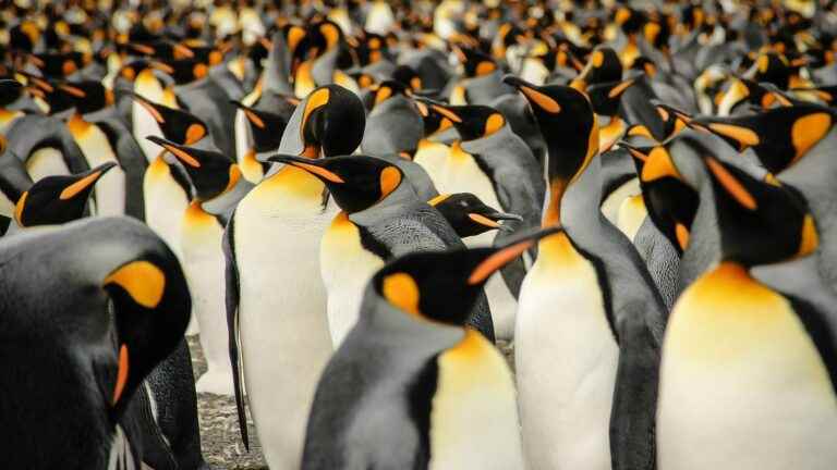 Molecule in penguin stomachs may play role in eye medicine in humans