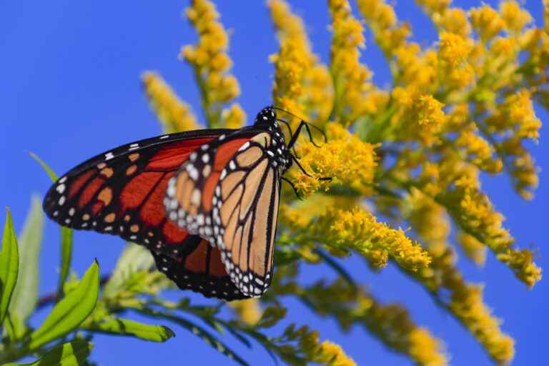 Monarch Butterflies at Trudeau Airport |  Montreal called to “redouble the pressure” on Ottawa